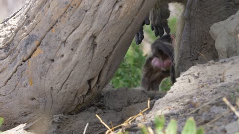 New-born-baby-baboon-gets-up-and-walks-away