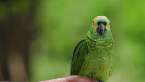 4k-Aufnahmen-Eines-Winzigen-Grünen,-Gelben-Papageis,-Der-Auf-Einem-Ast-Thront