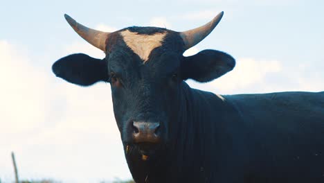 Black-cow-with-horns-looking-at-camera-with-blue-sky-background,-Slowmo-Close-Up