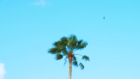 Eagle-soaring-high-above-palm-tree-out-of-frame-on-windy-day,-Slow-Motion