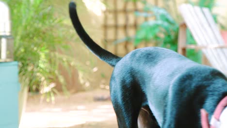 Süßer-Schwarzer-Hund,-Der-Durch-Den-Rahmen-Läuft-Und-Einen-Elisabethanischen-Kragen-Trägt