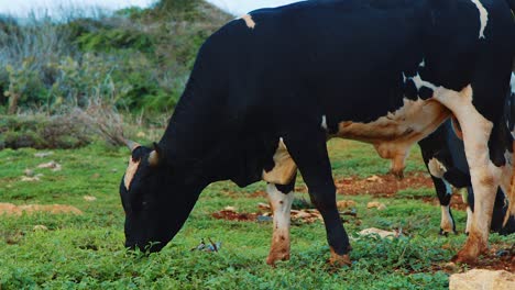 Vacas-Blancas-Y-Negras-Pastando-En-El-Campo-Libre,-Sucias-Y-Auténticas