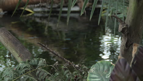 Fish-swimming-in-pond-in-tropical-area---wide---focus-on-foliage
