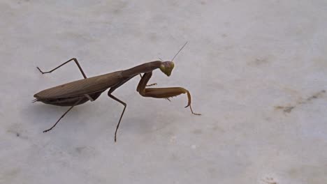 a-Praying-mantis-walking-on-stone-surface