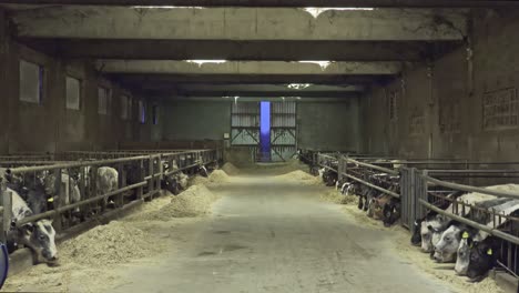 inside-a-farm-of-calves-and-cows,-night