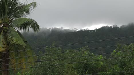Eine-Statische-Aufnahme-Einer-Palme-Nach-Einem-Regenfall-Mit-Einem-Berg-Im-Hintergrund