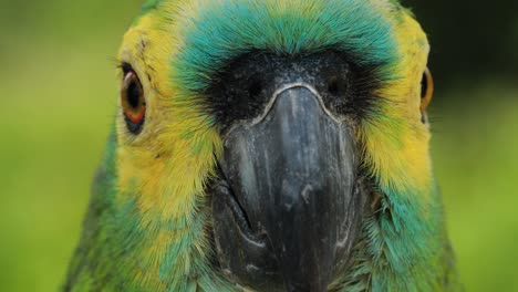 4k-close-up-footage-of-a-Macaw-parrot-moving-it's-head