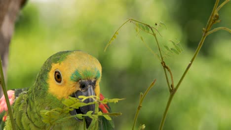 4k-close-up-footage-of-a-green,-yellow-and-blue-Macaw-parrot-breaking-a-twig-off-of-a-tree