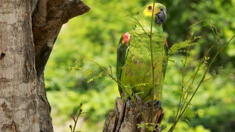 4K-Aufnahmen-Eines-Grünen,-Gelben-Und-Blauen-Ara-Papageis