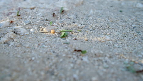 Red-Fire-ants-carrying-bits-and-pieces-of-leaves-on-the-white-sand-harsh-ground-of-Arizona-desert