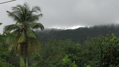Eine-Statische-Aufnahme-Einer-Palme-Nach-Regenfällen-Mit-Berg-Im-Hintergrund