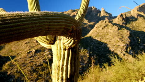 Flora-De-Plantas-De-Cactus-Silvestres-De-Forma-Extraña-Con-Daños-Leves-En-El-Desierto