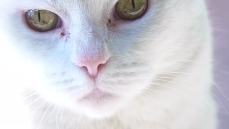 Weiße-Katze-Aus-Nächster-Nähe-Blickt-In-Die-Kamera