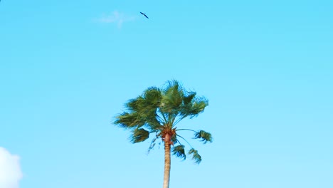 Soaring-bird-circling-high-above-palm-tree-in-blue-sky,-Slow-Motion