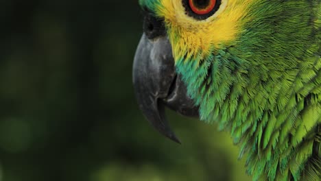4k-close-up-shot-of-a-Macaw-parrot's-beak