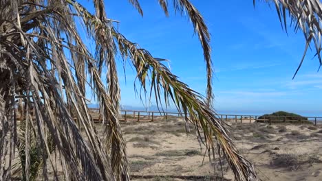 a-Slow-moving-shot-of-a-dry-palm-tree-with-the-ocean-and-walkway-in-the-background