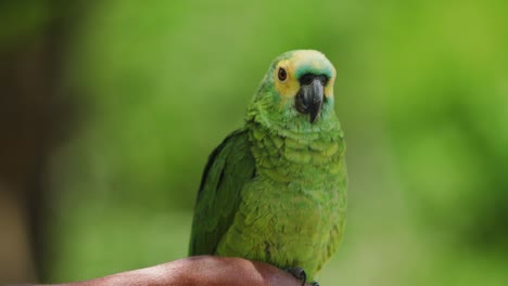 4k-Aufnahmen-Eines-Kleinen-Grünen,-Gelben-Papageis,-Der-Auf-Einem-Ast-Thront