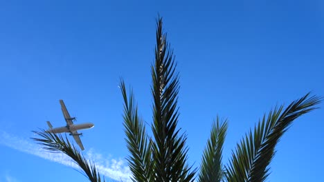 an-Aircraft-flying-with-a-palm-tree-in-the-foreground,-giving-one-that-Island-Holiday-feeling