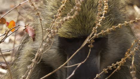 Close-up-of-a-baboon-as-searching-for-food,-digging-a-hole-in-the-ground-to-find-some-roots