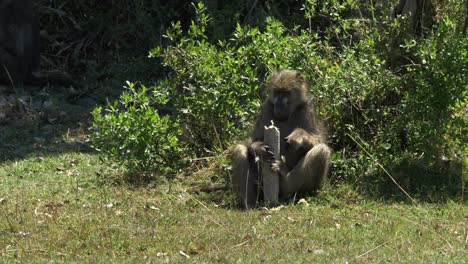 Baboons-sitting-on-the-sun-and-eating-fruits-filling-their-belly