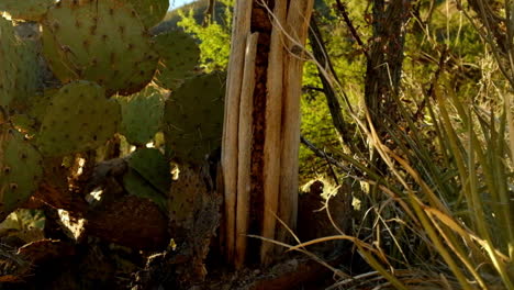 Wilde,-Stachelige-Pflanzenpflanze-Der-Wüstenwildnis-Von-Arizona-An-Einem-Hellen,-Harten-Tag