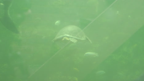 Fliegenflussschildkröte-Schwimmen-Im-Aquarium