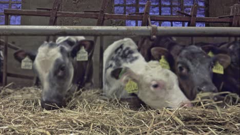close-up-of-cows-eating-hay-in-stall