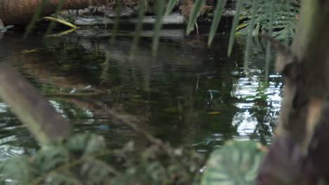 Fish-swimming-in-pond-in-tropical-area---wide---foliage-ouf-of-focus-in-foreground