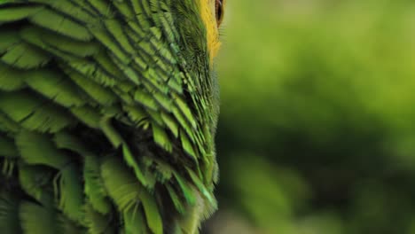 4k-close-up-footage-of-a-Macaw-parrot's-beak-and-eyes