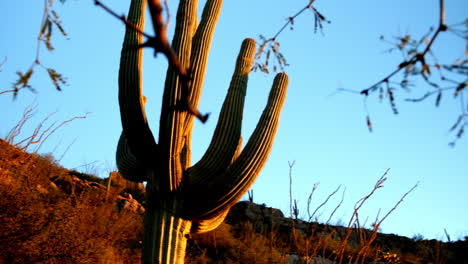 Prickly-cactus-plant-in-the-desert-wilderness-landscape-of-Arizona-at-golden-hour-dusk-time