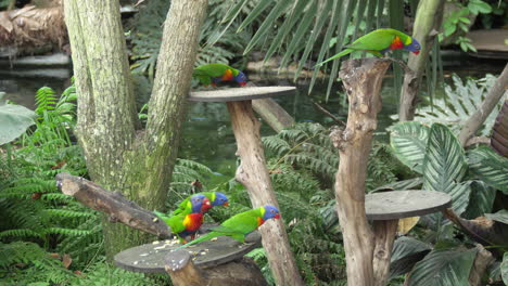 Group-of-rainbow-lorikeets--eating