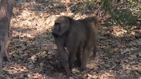 Baboon-facing-the-camera-than-turns-around-and-walks-away-in-the-forest