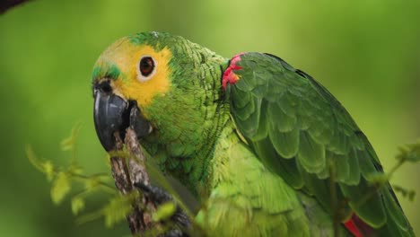 4k-close-up-shot-of-a-green,-yellow-and-blue-Macaw-parrot-chewing-on-some-bark