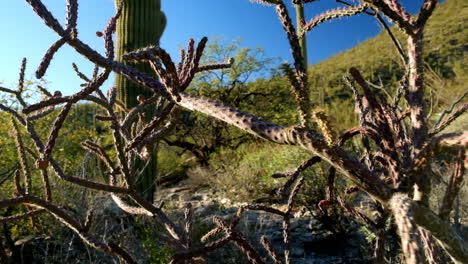 Prickly-thick-thorny-flora-of-the-harsh-hot-humid-desert-of-Arizona-bright-in-the-afternoon
