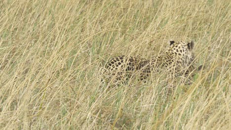 Leopard,-Der-Seine-Letschwe-Beute-Im-Hohen-Gras-In-Der-Savanne-Trägt