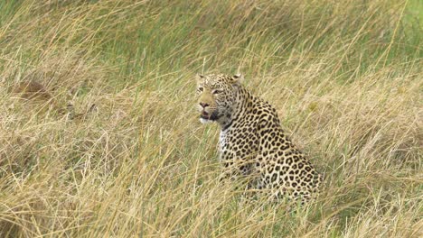 Leopard,-Der-Sich-Im-Hohen-Gras-Umschaut,-Während-Sich-Junglechwe-In-Der-Nähe-Versteckt