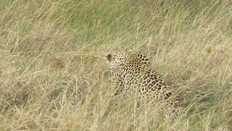 Leopard-playing-with-prey-in-high-grass,-successful-hunting-lechwe-caught-by-a-predator