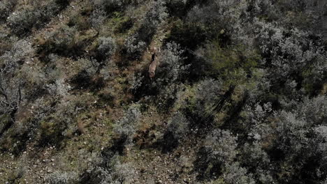 Epische-Aufnahme-Eines-Riesigen-Weißwedelbocks-Mit-Einer-Drohne,-Der-Durch-Texas-Läuft