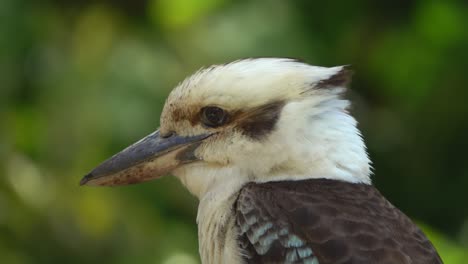Kookaburra-sits-on-a-branch-in-a-windy-bush