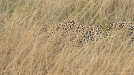 Tracking-shot-of-a-wild-leopard-stalking-in-high-grass-on-the-savanna-looking-for-prey