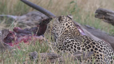 Leopard-Gräbt-Nach-Erfolgreicher-Jagd-In-Einem-Toten-Wasserbock