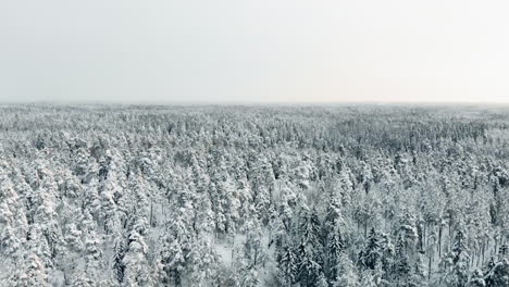 Aerial,-reverse,-drone-shot,-flying-low-above-finnish,-winter-forest,-of-snow,-covered-spruce-or-pine-trees,-on-a-cloudy-day,-in-Nuuksio-national-park,-in-Espoo,-Uusimaa,-Finland