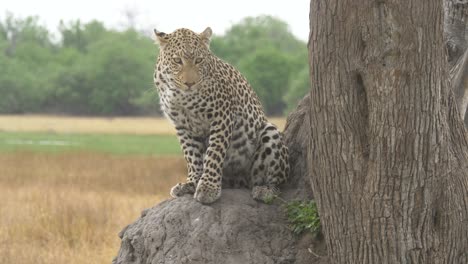 Leopard-making-herself-comfortable-on-a-rock-under-a-tree