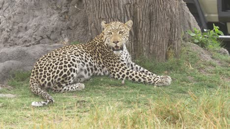 Leopard-resting-on-the-grass,-looking-around-on-the-savanna