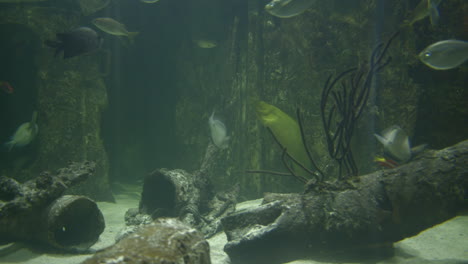 an-aquarium-shot-with-an-ell