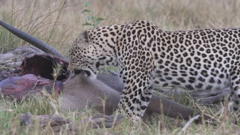 Leopard-tearing-a-waterbuck-to-pieces,-grabbing-the-prey-and-shaking-its-head