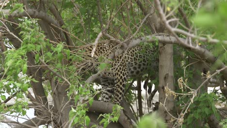 Leopard,-Der-Sich-Auf-Einem-Baum-Versteckt,-Gewohnheit-Des-Raubtiers,-Das-Nach-Beute-Sucht