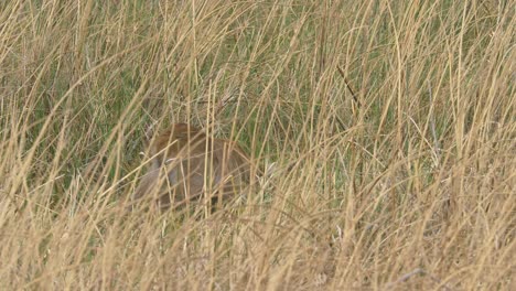 Leopardo-Jugando-Con-Su-Presa-En-La-Hierba-Alta-Bebé-Lechwe-Morirá-Pronto-Como-Parte-De-La-Cadena-Alimentaria