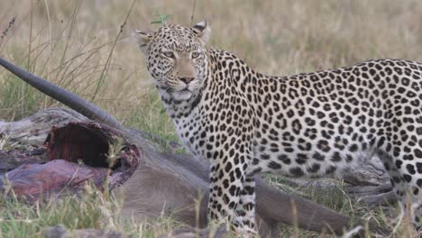 Satisfied-Leopard-standing-guard-at-the-prey,-dead-waterbuck-teared-in-pieces