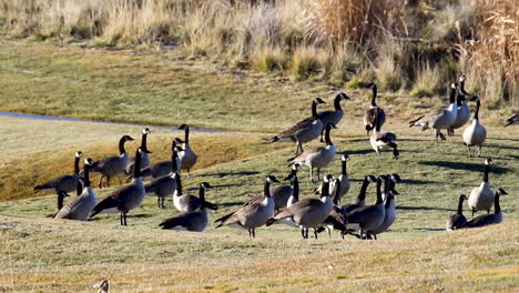 Canada-geese-stop-in-a-field-while-migrating
